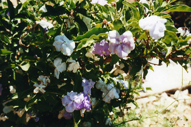Brunfelsia pauciflora