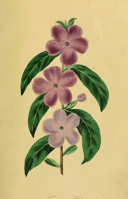 Brunfelsia uniflora
