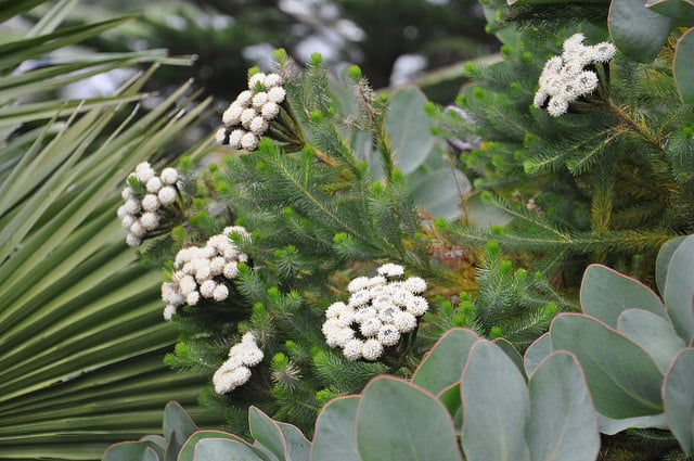Brunia albiflora