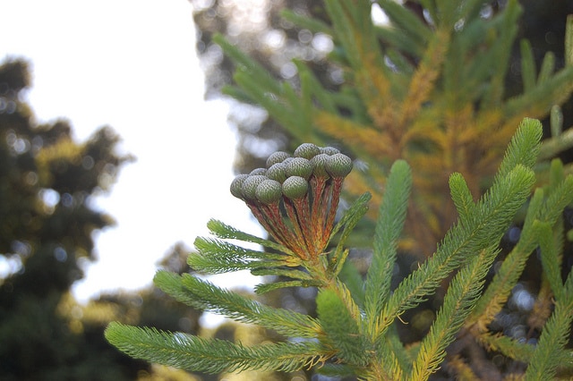 Brunia albiflora
