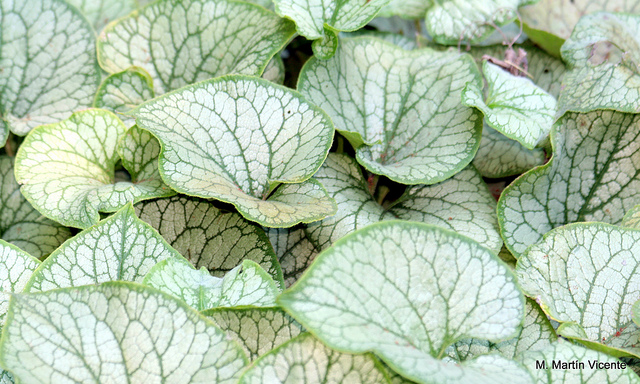 Brunnère à grandes feuilles