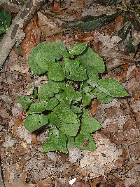 Brunnère à grandes feuilles