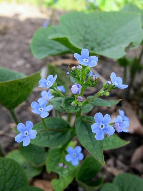 Buglosse de sibérie (Brunnera sibirica)