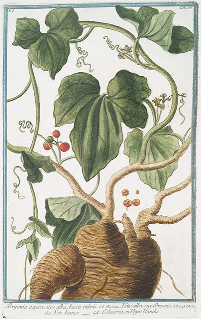 Bryone blanche (Bryonia alba)