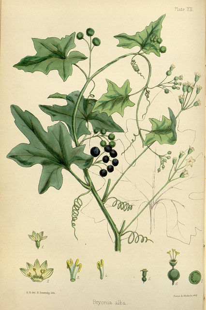 Bryone blanche