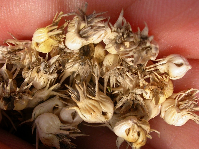 Buchloe (Buchloe dactyloides)