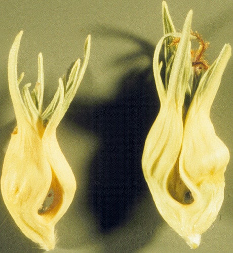 Buchloe