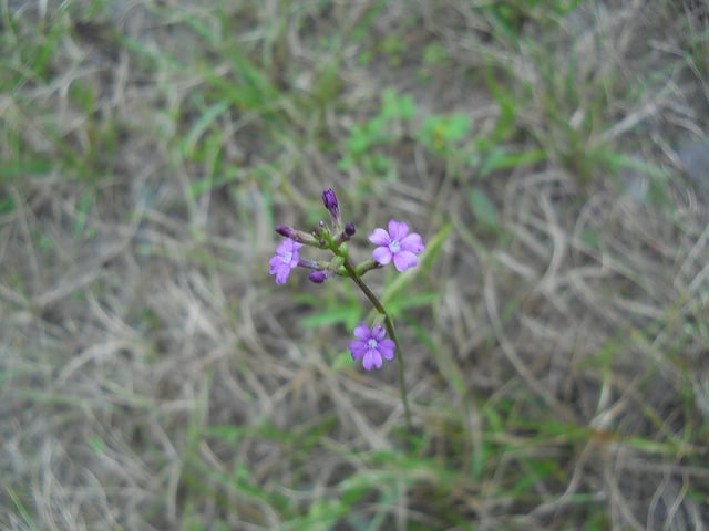 Buchnera americana