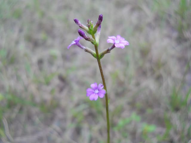 Buchnera americana