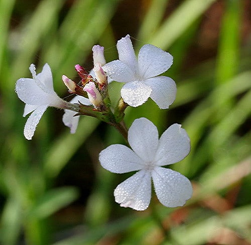 Buchnera americana
