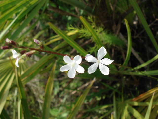Buchnera americana