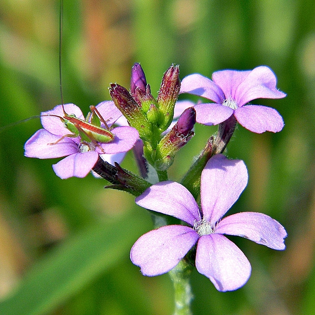 Buchnera americana