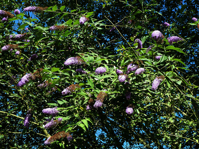 Arbre aux papillons