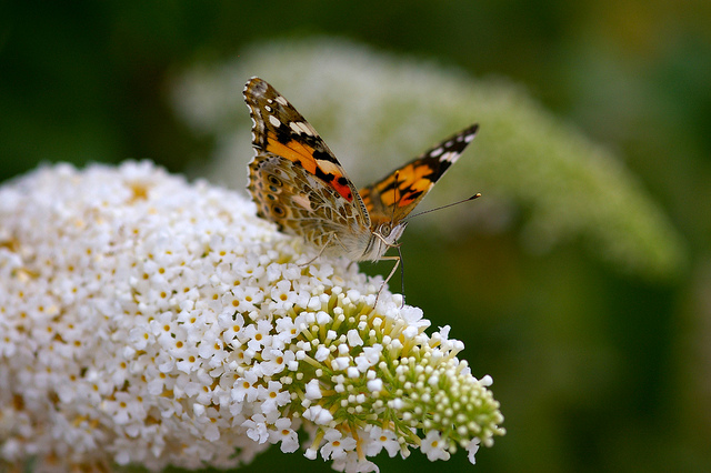 Buddléia à fleurs blanches (Buddleja albiflora)