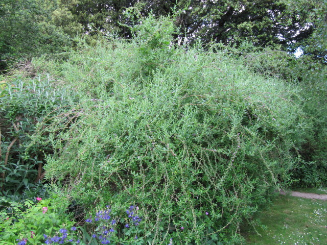 Arbre aux papillons à feuilles alternes (Buddleja alternifolia)