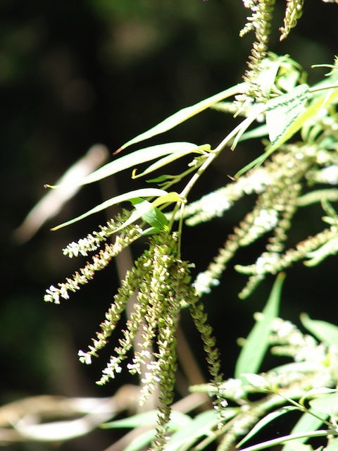 Buddleja asiatica