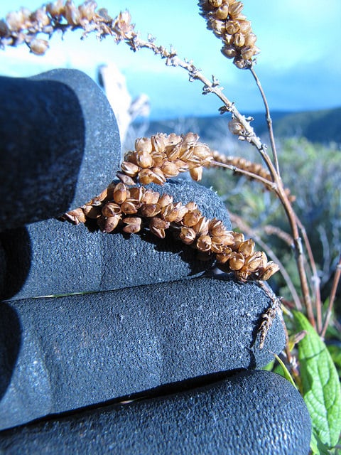 Buddleja asiatica