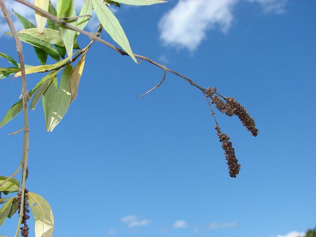 Buddleja asiatica