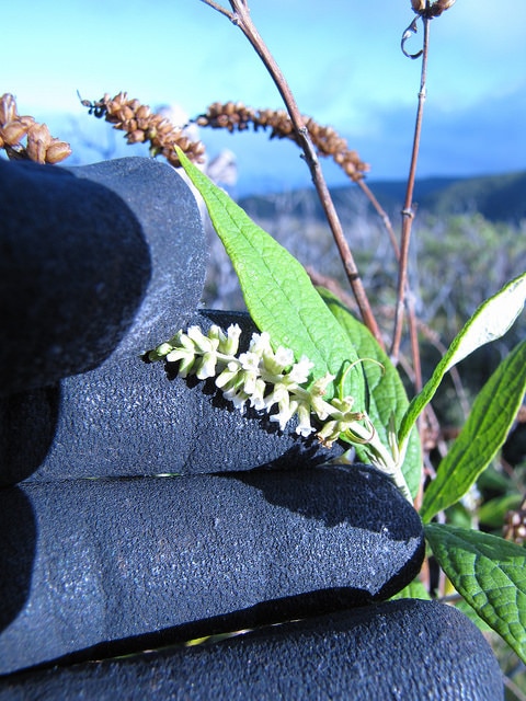 Buddleja asiatica