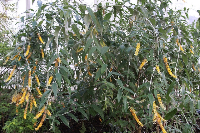 Buddleja asiatica