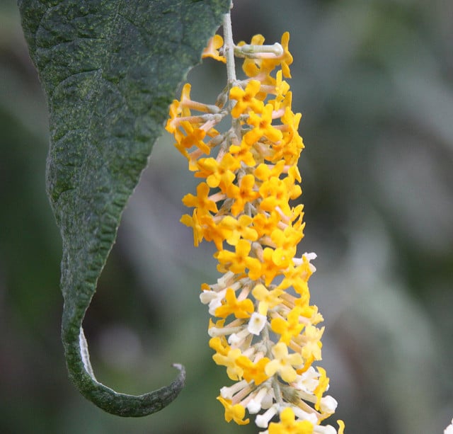 Buddleja asiatica (Buddleja asiatica)