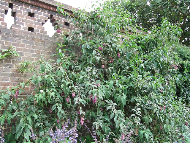 Buddleja colvilei