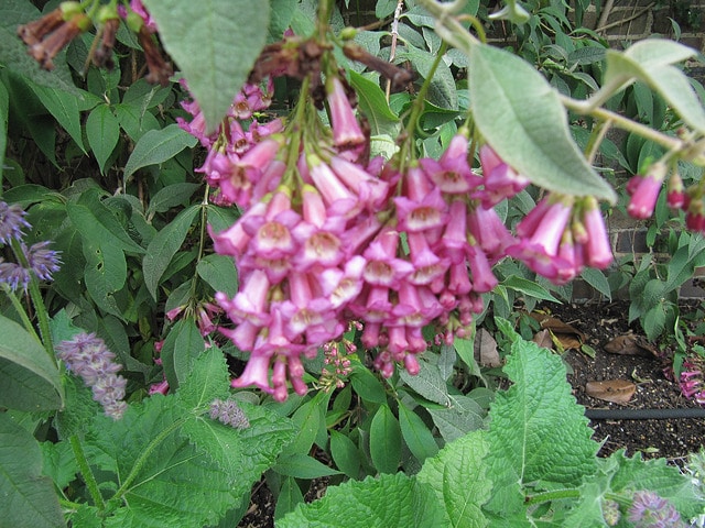 Buddleja colvilei