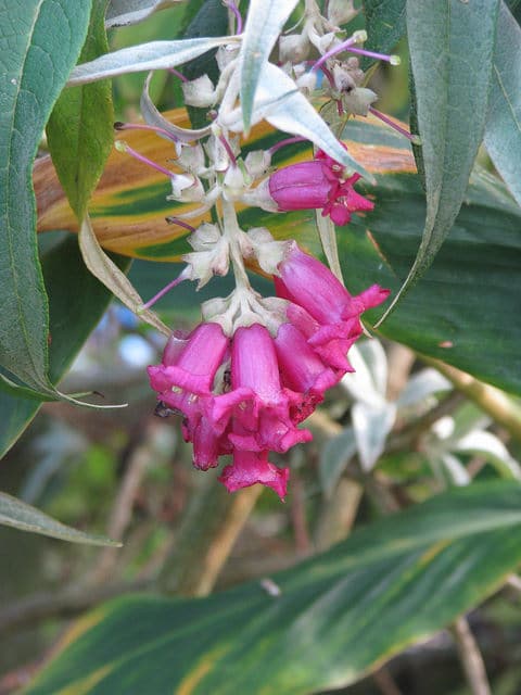 Buddleja colvilei