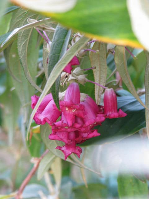 Buddleja colvilei