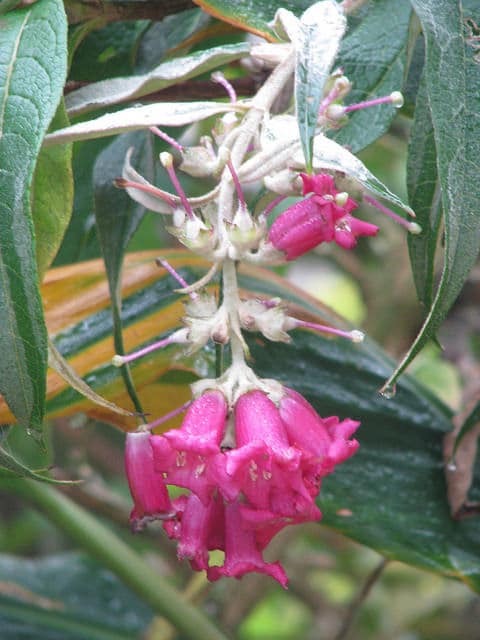 Buddleja colvilei