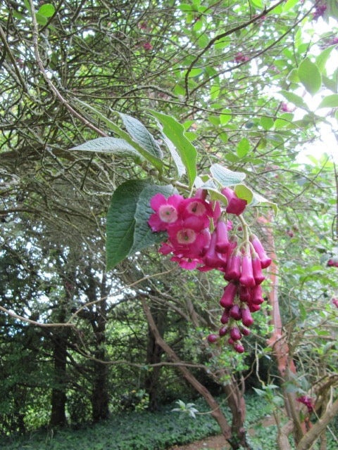 Buddleja colvilei