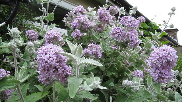 Arbre aux papillons crispa (Buddleja crispa)