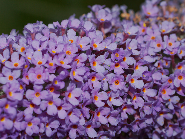 Buddleia de david