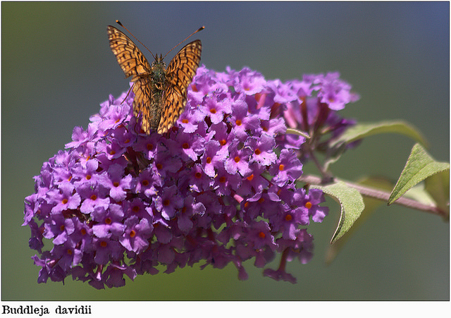 Buddleia de david