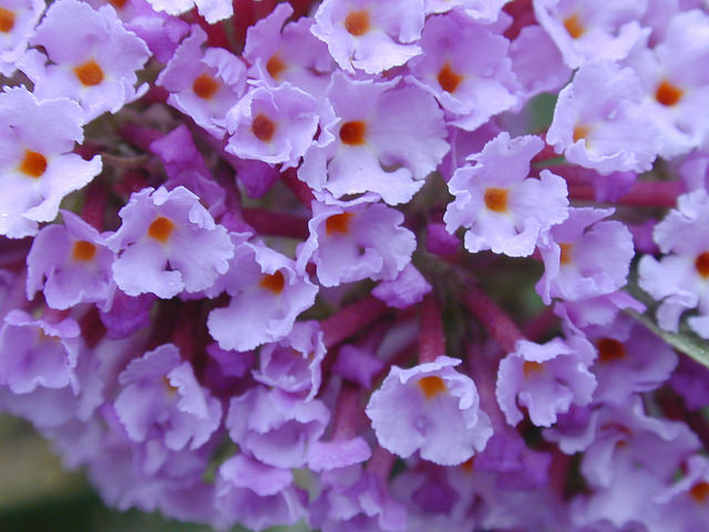 Buddleia de david