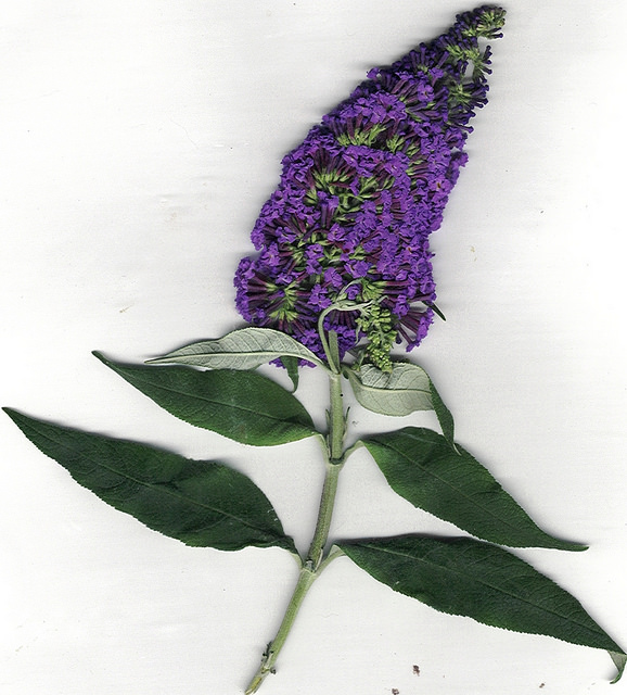 Buddleia de david