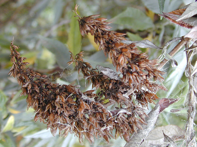 Buddleia de david