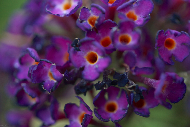Buddleia de david (Buddleja davidii)