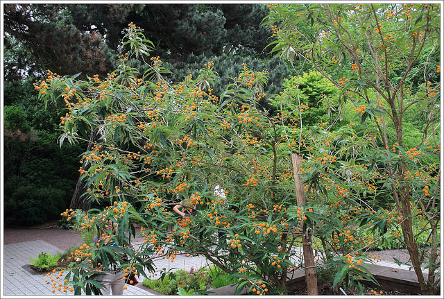 Arbre aux papillons globuleux