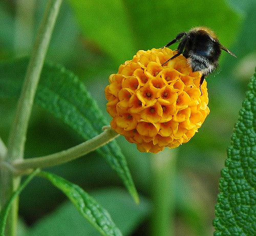 Arbre aux papillons globuleux (Buddleja globosa)