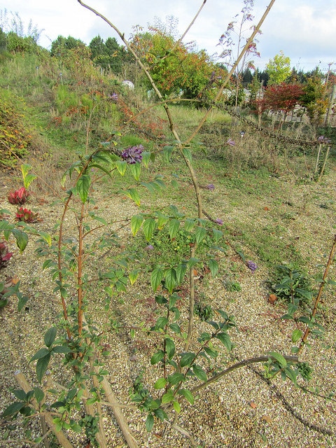 Buddleia de lindley (Buddleja lindleyana)