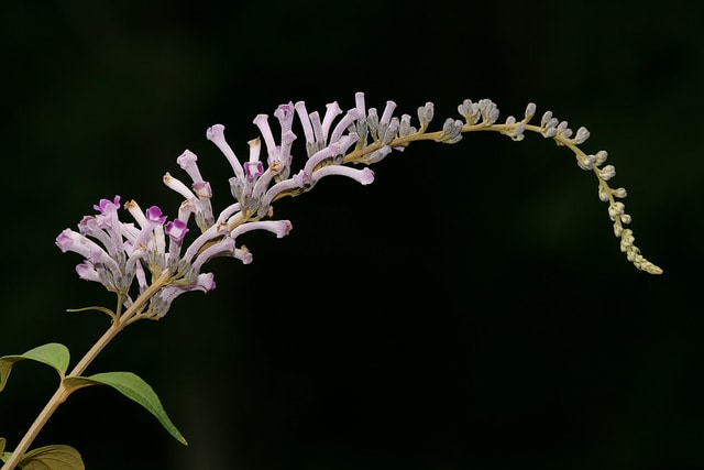 Buddleia de lindley
