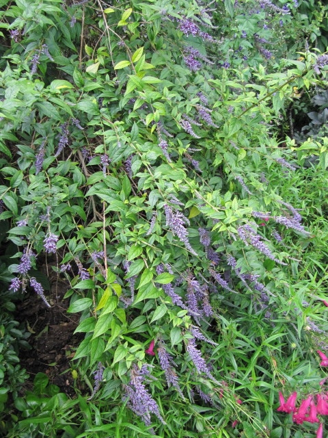 Buddleia de lindley