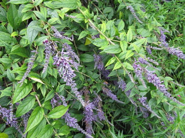 Buddleia de lindley
