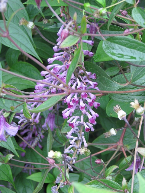 Buddleia de lindley