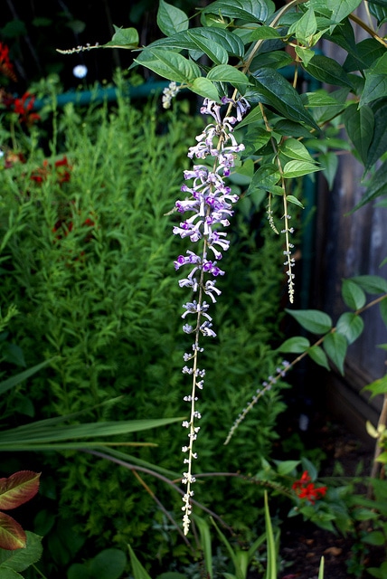 Buddleia de lindley