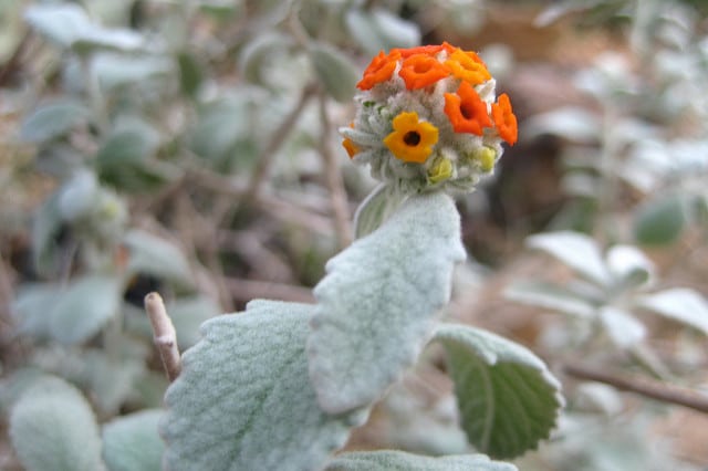 Buddleja marrubiifolia