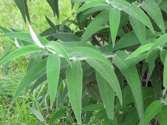 Buddleie à feuilles de sauge (Buddleja salviifolia)