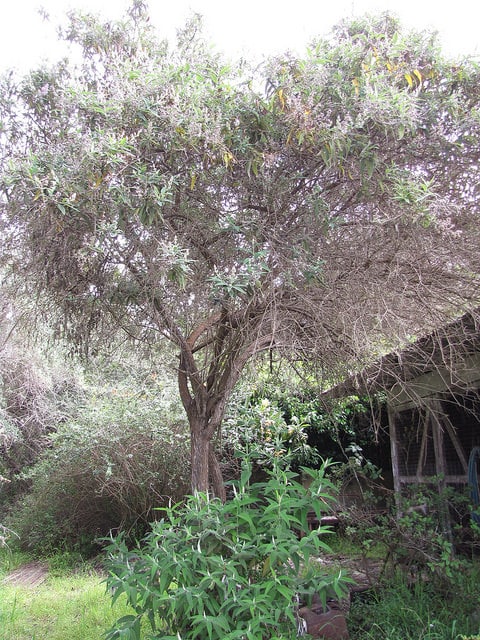 Buddleie à feuilles de sauge