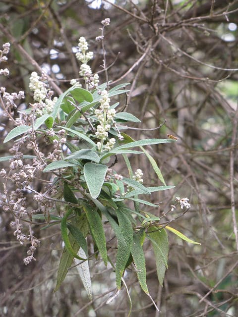 Buddleie à feuilles de sauge